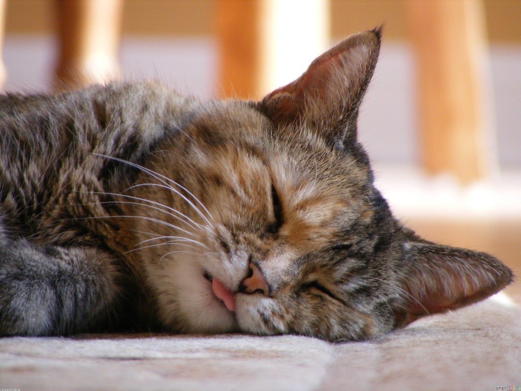Why Do Cats Sleep a Lot?