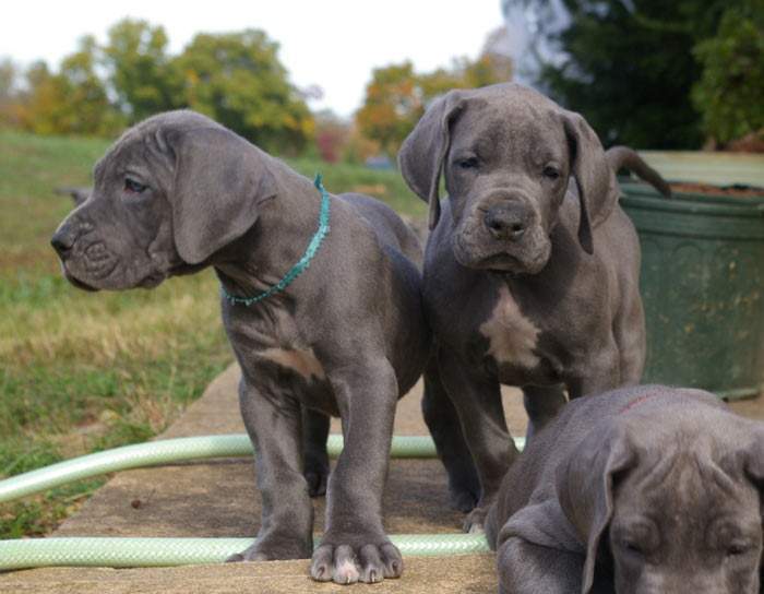Cute male and female Great Dane puppies for sale55e96dedd672f2475211