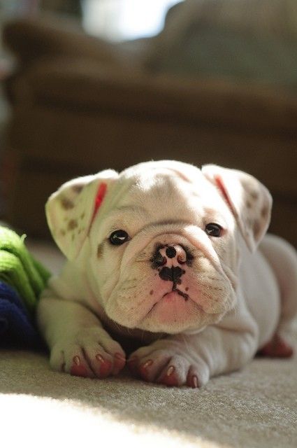 Top cutest Pictures Of Dogs On Pintrest