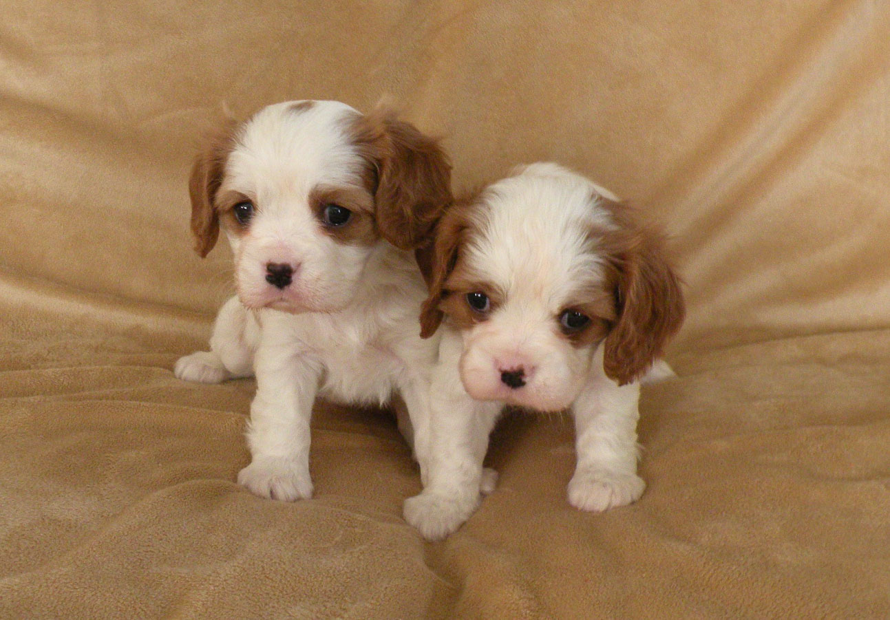 Buy Sell King Charles Spaniel Puppies Adopt Puppy Online In India