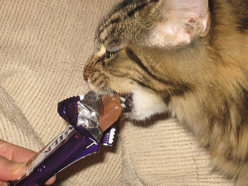 cat-chocolate