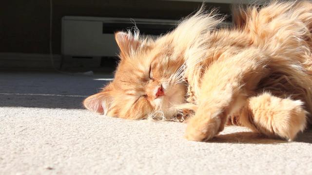 cat-in-the-sun