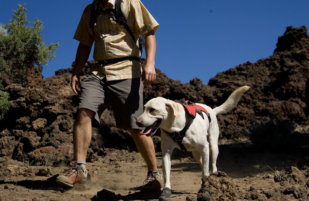 dog-hiking