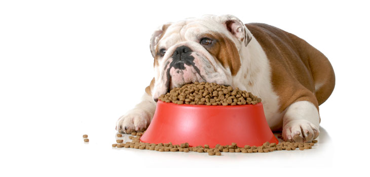 dog-with-bowls-of-kibble