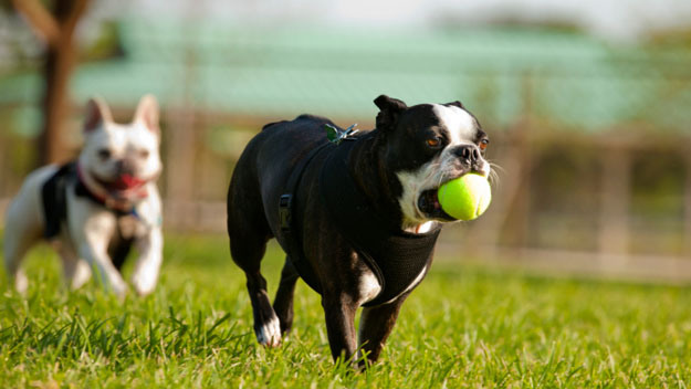Dogs Playing Fetch - French Bulldog