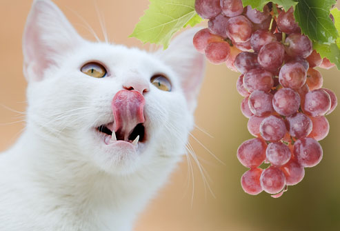 jiu_rf_photo_of_cat_looking_at_grapes