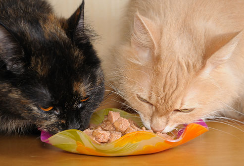 jiu_rf_photo_of_cats_eating_meaty_cat_food
