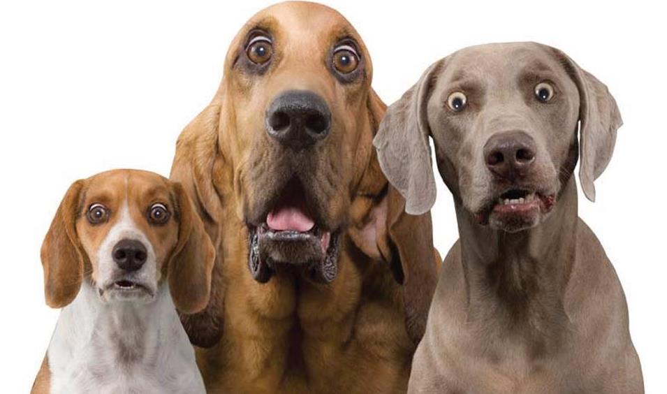 surprised-dogs