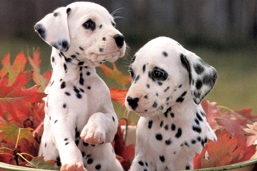 304391-dalmatian-puppies