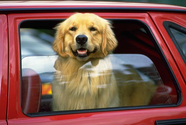 pets-in-cars