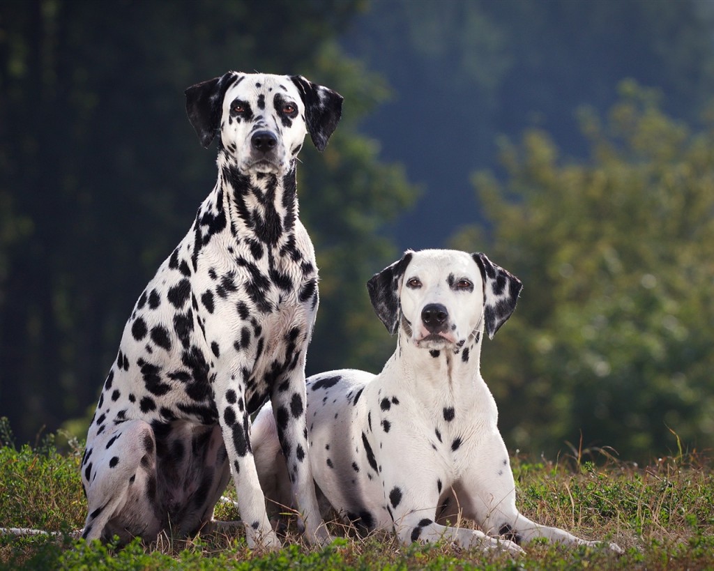 two-dalmatian-dog-wallpaper-1280x1024-resolution-wallpaper