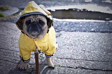Dog-wearing-a-raincoat