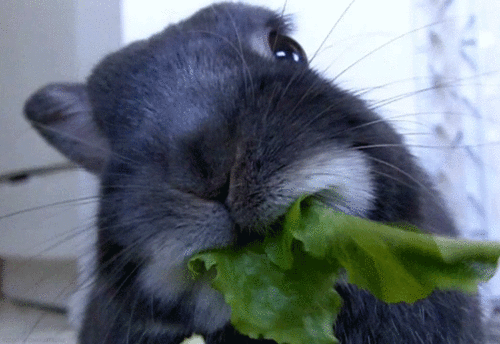 Rabbit-Eating-Lettuce
