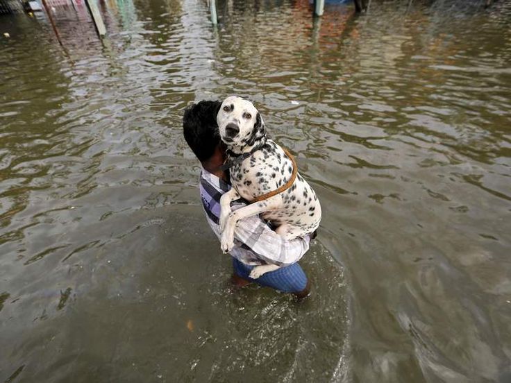 Chennai Floods - Helpline Numbers for Animal Rescue Operations