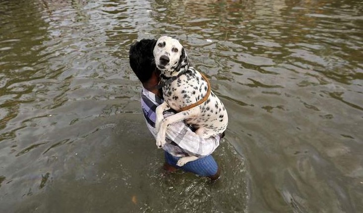 Chennai Floods - Helpline Numbers for Animal Rescue Operations
