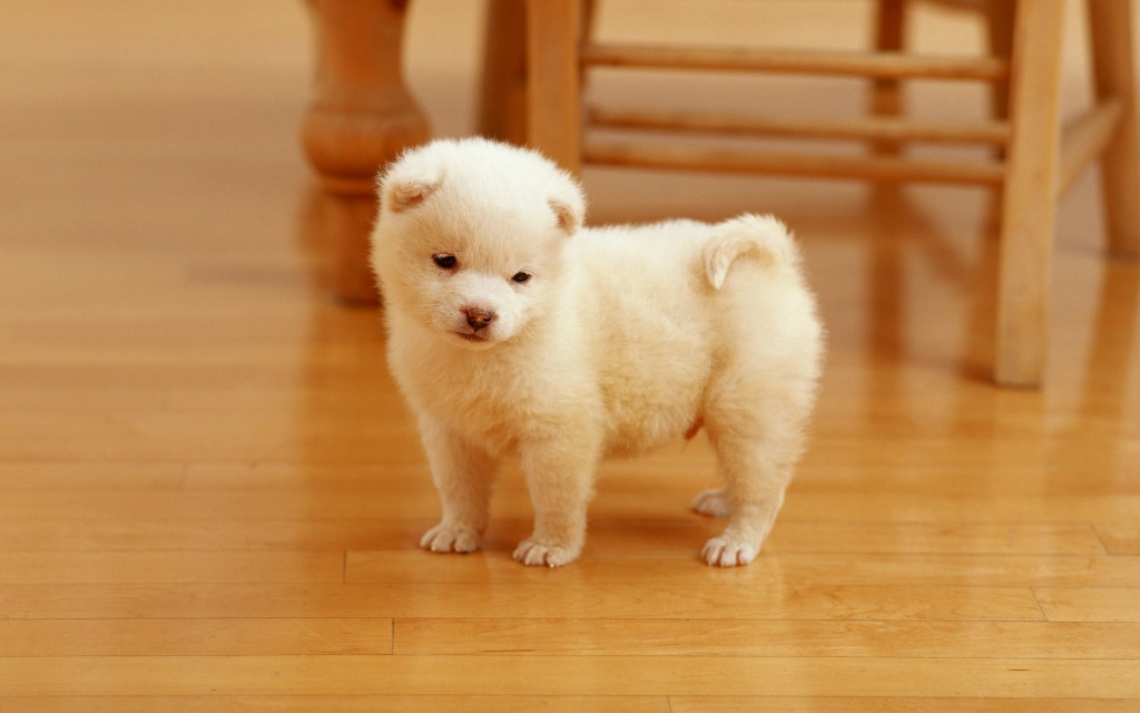 cutest_puppy-wide