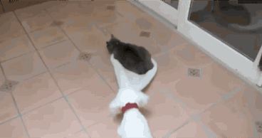 funny-gif-fighting-cat-dog-bed