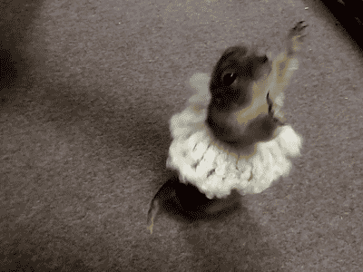 hamster_dancing