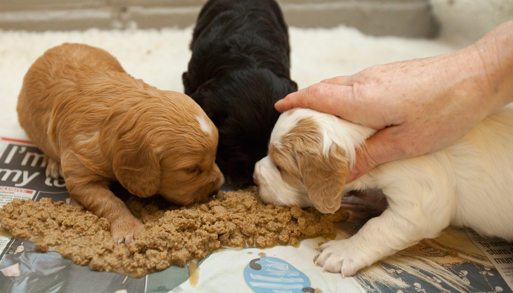 puppies-feeding