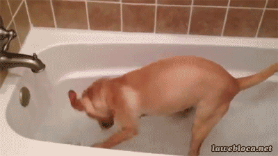 post-34576-puppy-dog-loves-bath-gif-imgur-TWaC