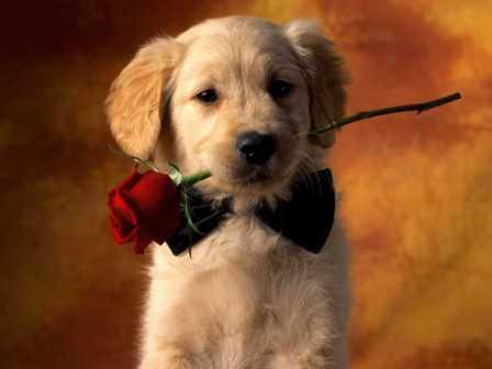 valentine-puppy-dog-wallpapers