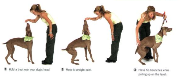 How to Teach your Dog the Sit Command