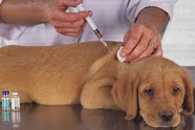 Dog Vaccination +A