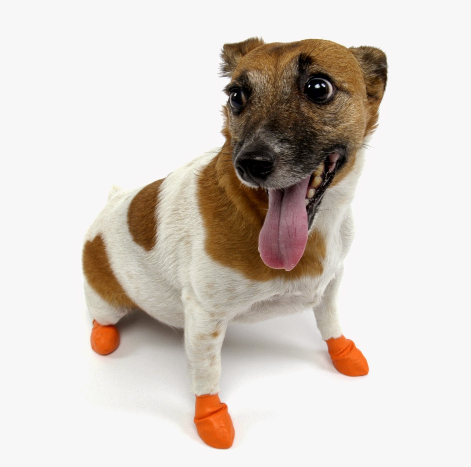 Can Dogs Wear Shoes ?