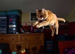 cat leap