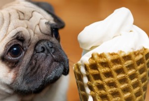pug _dog_and_ice-cream