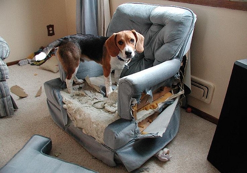 Beagle on Sofa
