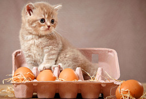 Raw Fish, Meat and Eggs are a Big No No when preparing a healthy diet for Felines