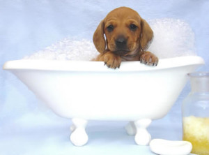 Dog Foam Bath