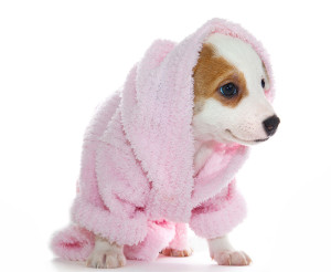 Puppy in Bath Robe