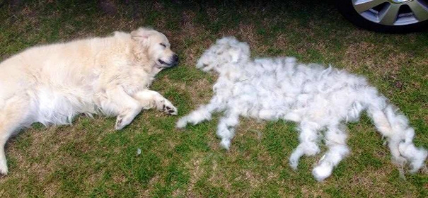 Hair Shedding in Dogs |Causes and Cure