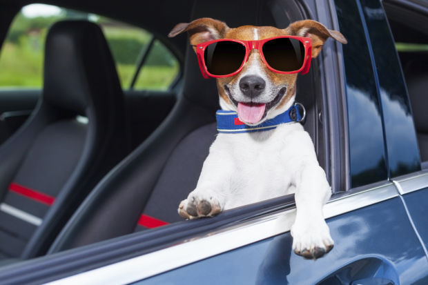 ¿Por qué los perros disfrutan de los viajes en automóvil?