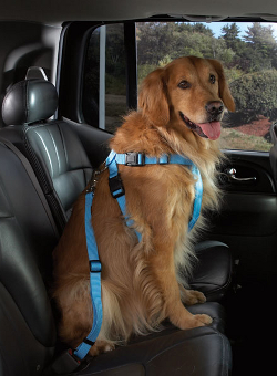 Dogs associate Car Rides with socializing and a study reveals that it satiates their natural instinct of hunting