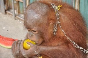 Chained Animal, though is common sight in India but is a clear violation of the Indian Constitution. Image:thinglink.com