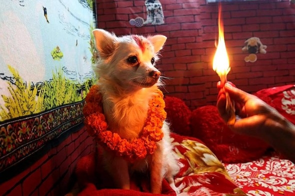 Shvan is the Sanskrit word for dogs and is frequently mentioned in the Vedic texts. According to Rig-Veda Lord Indra is helped by Sarama (the mother of all dogs/also known as the female dog of the Gods) to find the holy cows and recover them from a certain class of demons. Image - lifewithdogs.tv