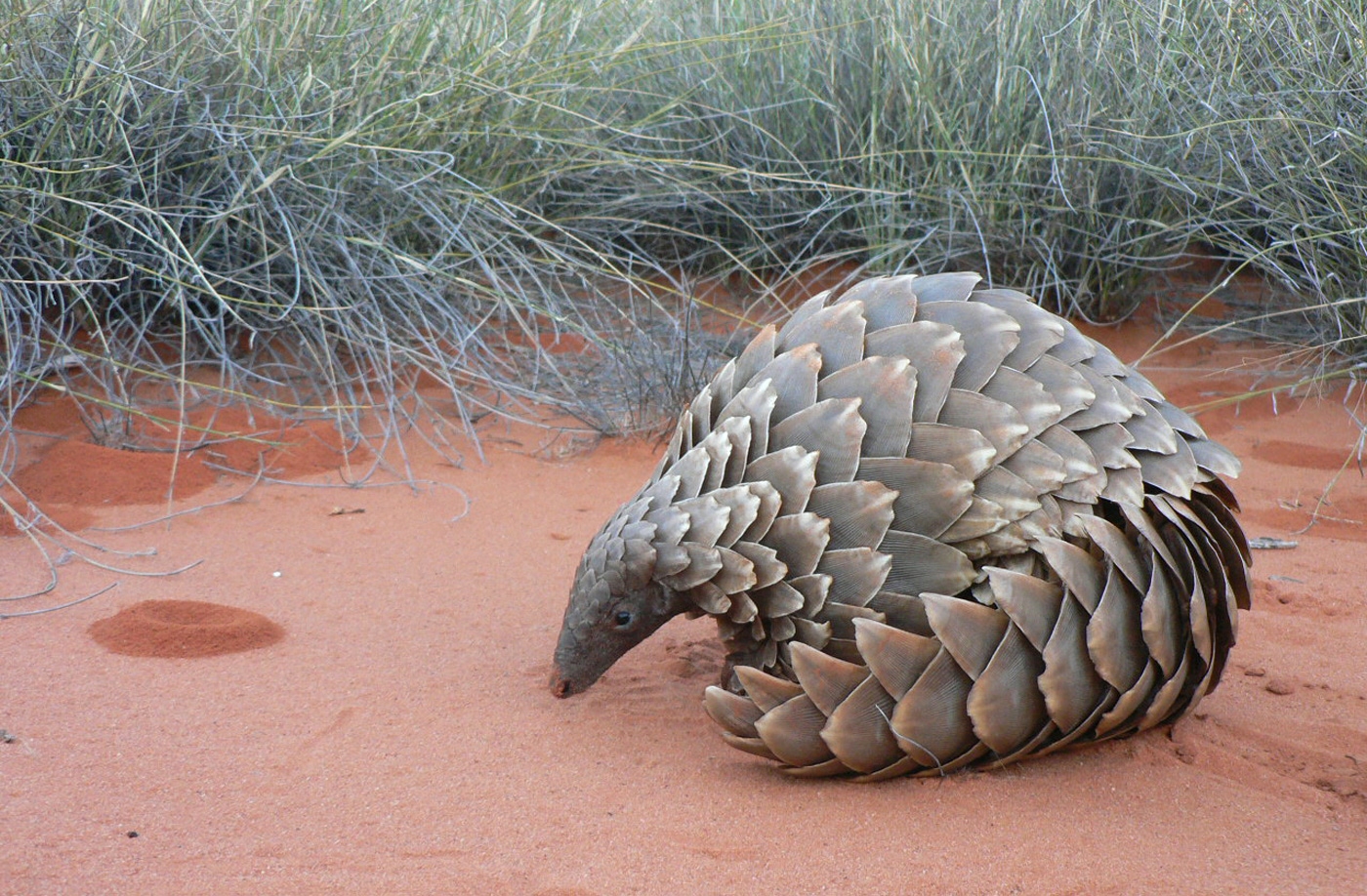 Indian Pangolin trade banned by 182 countries | Pets World