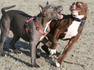 The probability of a fight is much less between a male and a female dog as compared to dogs of the same gender. Sterilized dogs too are less likely to clash with one another. Image: Dogster.com