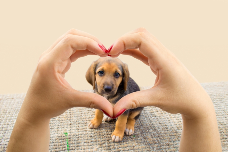 Enfermedad cardíaca y sus signos asociados en perros.