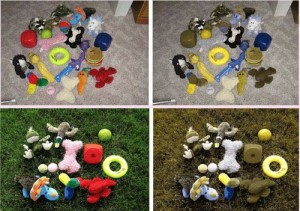 Color of toys  as seen by dogs. Image;http://pets.stackexchange.com/