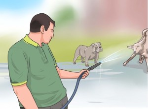 Splashing water on dogs through a water hose/pipe is an effective method to stop dog fights. Image www.wikihow.com