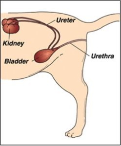 FLUTD is a cluster of diseases that develop in the lower urinary tract, bladder or urethra of the animal. Urethra is the duct by which urine travels out of the body from the bladder. Image:http://www.allergicpet.com/