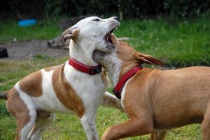 If a situation has provoked a fight between two dogs, act upon the dog exhibiting a higher level of energy to stop the fight. Image:www.pethelpful.com