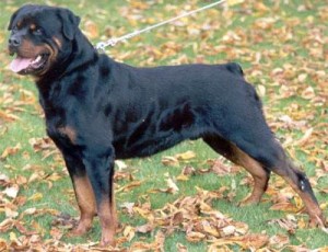 Rottweilers: They have a short double coat.  The under coat is mostly found on neck and thigh area. If you own this breed or are planning on adopting one, make sure to take extra care of it in winters. You will have to provide it with dog sweaters or coats to keep warm. Image source: http://guardianrottweilers.com/