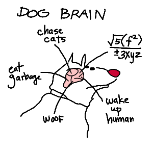 Dogs are creatures of habit, they like to follow a fixed schedule when it comes to daily exercise and being fed. All of these activities, reactions and habits point out that a dog can definitely think! However there is still little known about what exactly goes on in a canine mind and how their brain processes/understands information. Image:https://blogs.scientificamerican.com