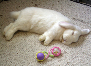 if the bunny busies itself in grooming,or sleeps in your presence then it feels safe and at home. Image: http://www.rabbit.org/