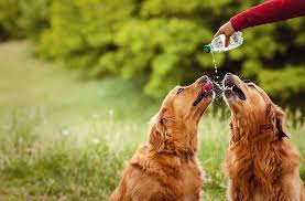 dogs drinking water_ dogsaholic